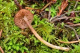 Entoloma cystomarginatum image