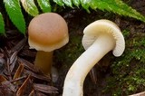 Hygrocybe nitrata image