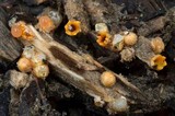Sphaerobolus stellatus image