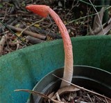 Phallus rubicundus image