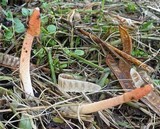 Phallus rubicundus image