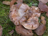 Hebeloma sinapizans image
