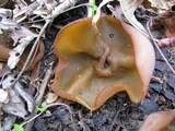 Disciotis venosa image