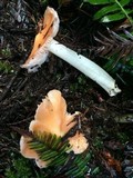 Hygrocybe calyptriformis var. calyptriformis image