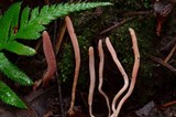 Clavaria rosea image