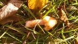 Hygrocybe intermedia image