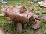 Hebeloma sinapizans image