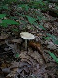 Amanita volvata image