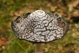 Coprinopsis picacea image