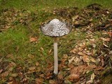 Coprinopsis picacea image