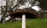 Coprinopsis picacea image