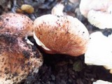 Tricholoma dryophilum image