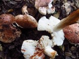 Tricholoma dryophilum image