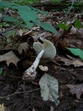 Amanita volvata image