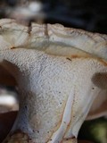 Hydnum neorepandum image