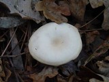 Leucocybe candicans image