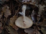 Leucocybe candicans image