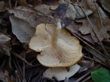 Leucocybe candicans image