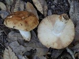 Russula fragrantissima image