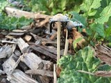 Coprinellus flocculosus image