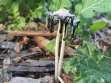 Coprinellus flocculosus image