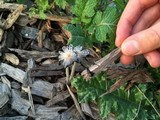 Coprinellus flocculosus image