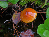 Hygrophorus hypothejus image