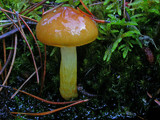 Hygrophorus hypothejus image