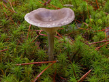 Cantharellula umbonata image