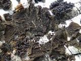 Image of Staurolemma omphalarioides