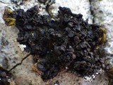 Staurolemma omphalarioides image