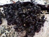 Staurolemma omphalarioides image
