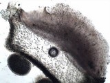 Staurolemma omphalarioides image
