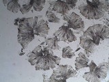 Staurolemma omphalarioides image