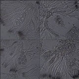 Staurolemma omphalarioides image