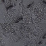 Staurolemma omphalarioides image