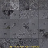 Staurolemma omphalarioides image