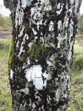 Staurolemma omphalarioides image