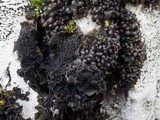 Staurolemma omphalarioides image