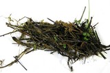 Sclerotinia veratri image