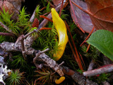 Neolecta vitellina image