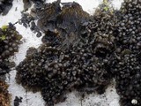 Staurolemma omphalarioides image