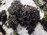 Staurolemma omphalarioides image