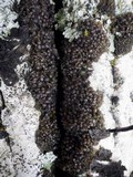 Staurolemma omphalarioides image
