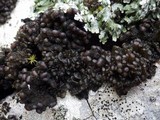 Staurolemma omphalarioides image