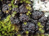Staurolemma omphalarioides image