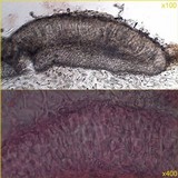 Staurolemma omphalarioides image