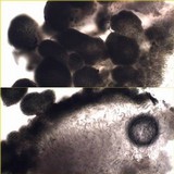 Staurolemma omphalarioides image