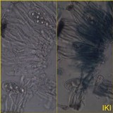 Staurolemma omphalarioides image