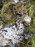 Lasallia hispanica image